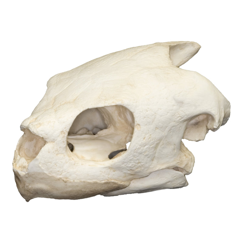 Replica Olive Ridley Sea Turtle Skull