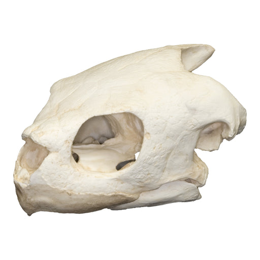 Replica Olive Ridley Sea Turtle Skull