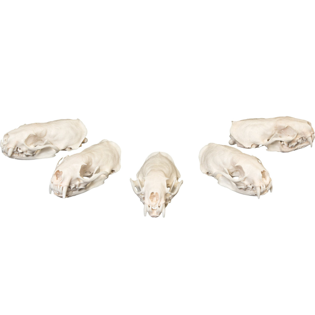 Real Bag-O-Damaged Mink Skulls For Sale — Skulls Unlimited