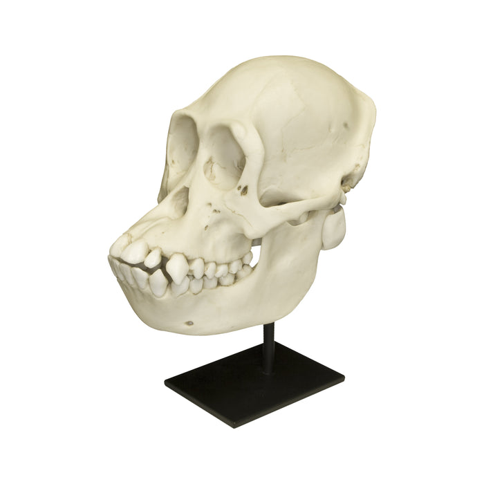 Replica Bornean Orangutan Skull - Female