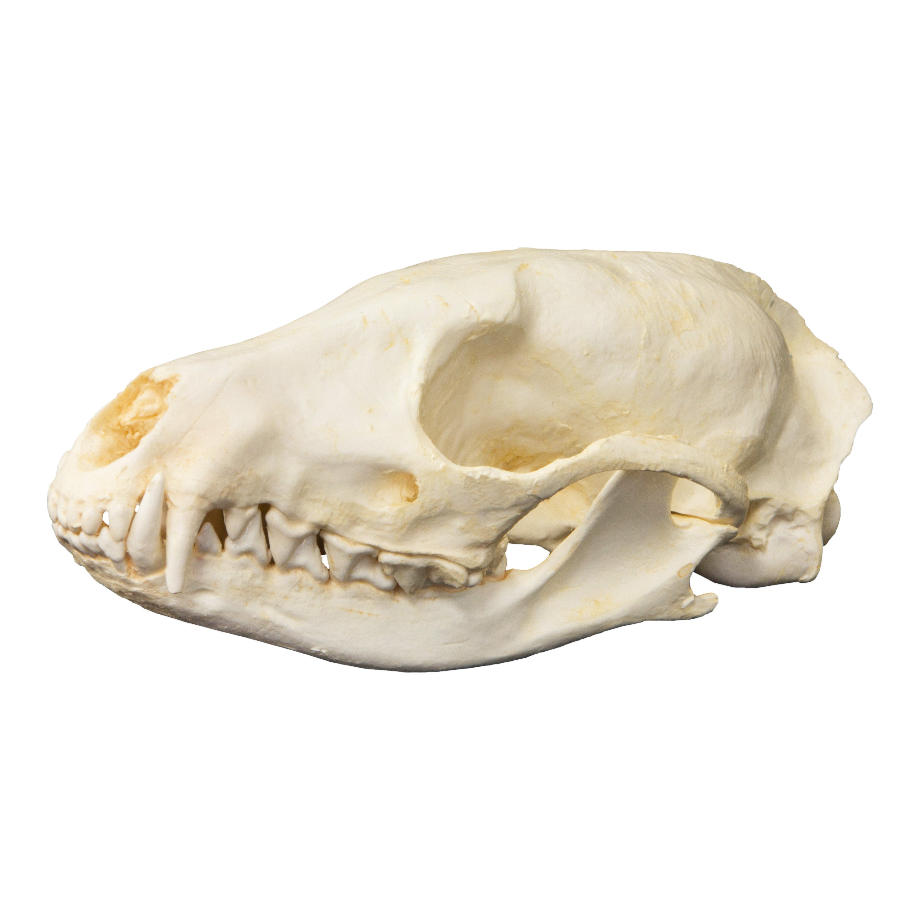 Replica Oriental Civet Skull For Sale — Skulls Unlimited