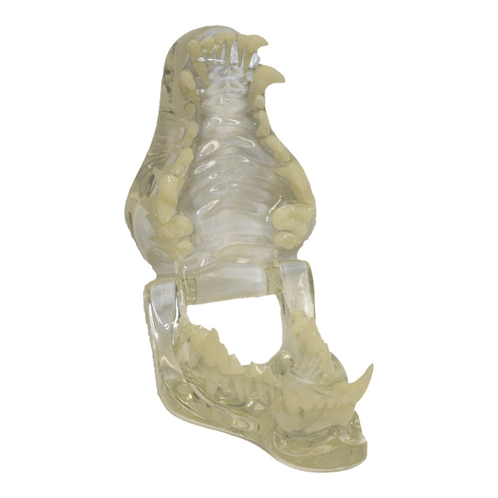 Replica Clear Canine Jaw Model
