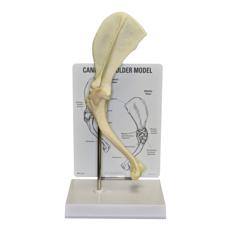 Replica Veterinary Canine Model - Shoulder