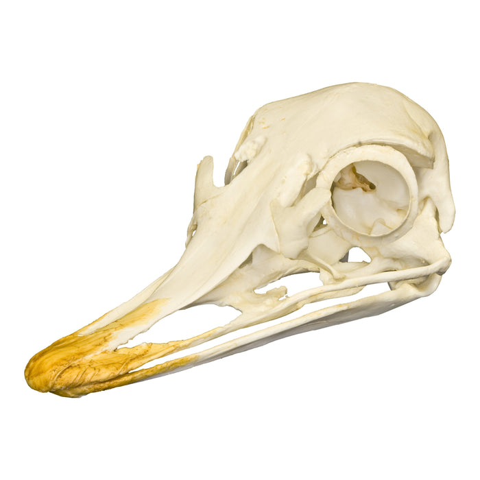 Replica Ostrich Skull