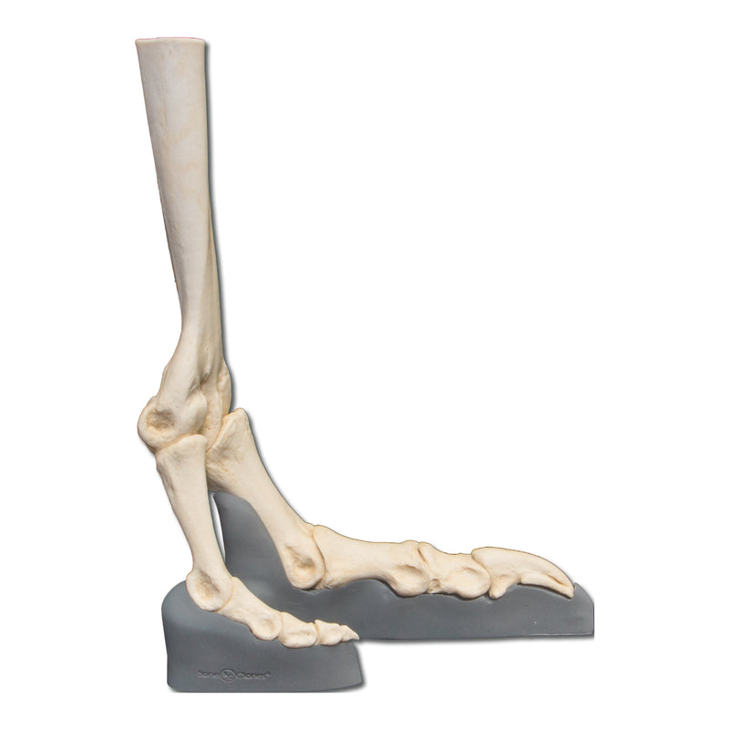 Replica Ostrich Foot - Articulated on Base