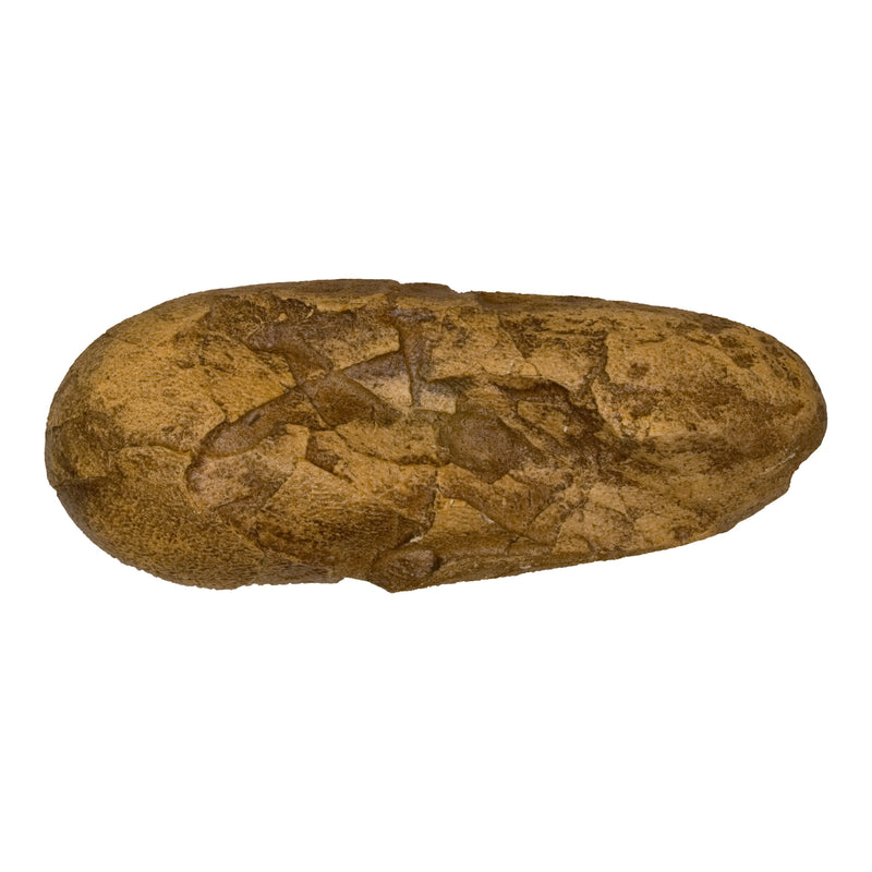 Replica Oviraptor Egg