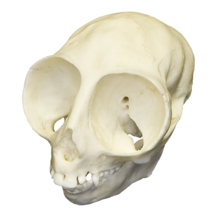 Replica Owl Monkey Skull