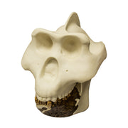 Replica Gigantopithecus Skull