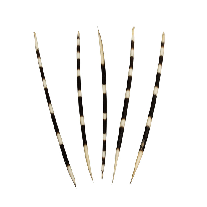 Real African Porcupine Quill - (Set - Thin)
