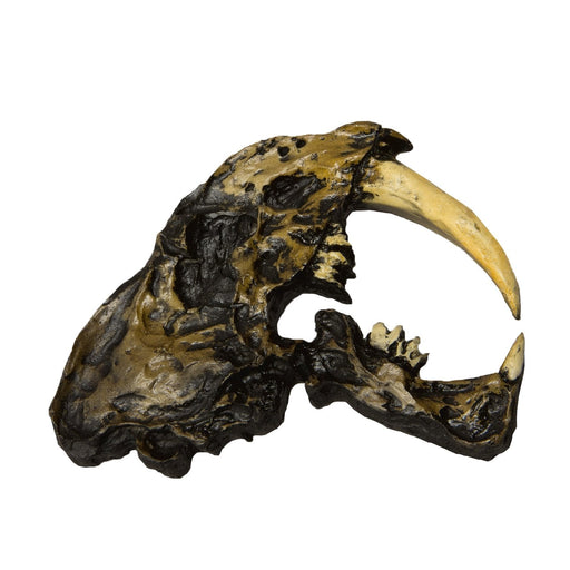 Replica Sabertooth Cat Skull Plaque