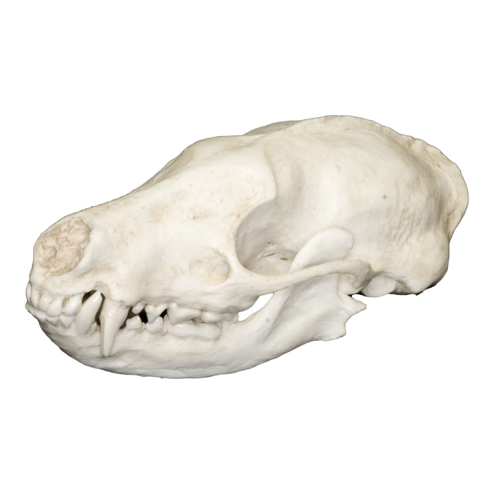 Replica Palawan Stink Badger Skull