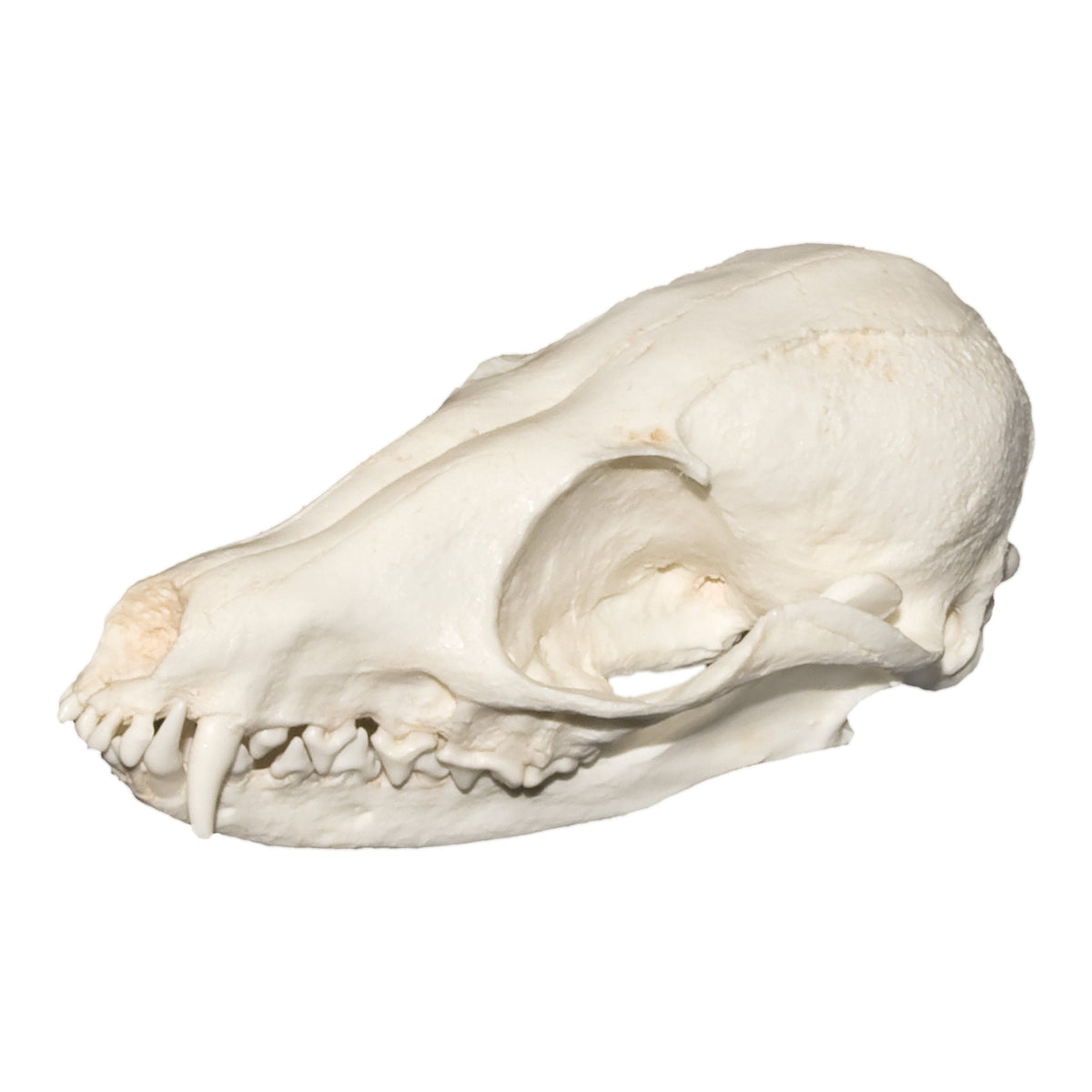 Replica Pale Sand Fox Skull For Sale — Skulls Unlimited