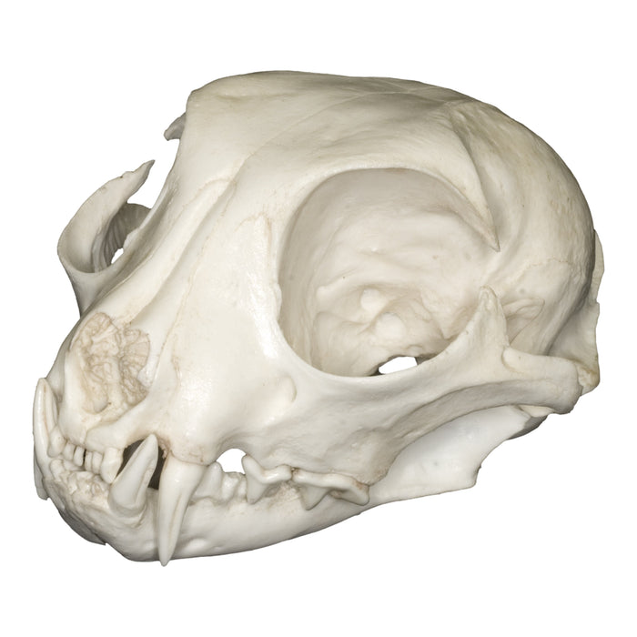 Replica Pallas Cat Skull
