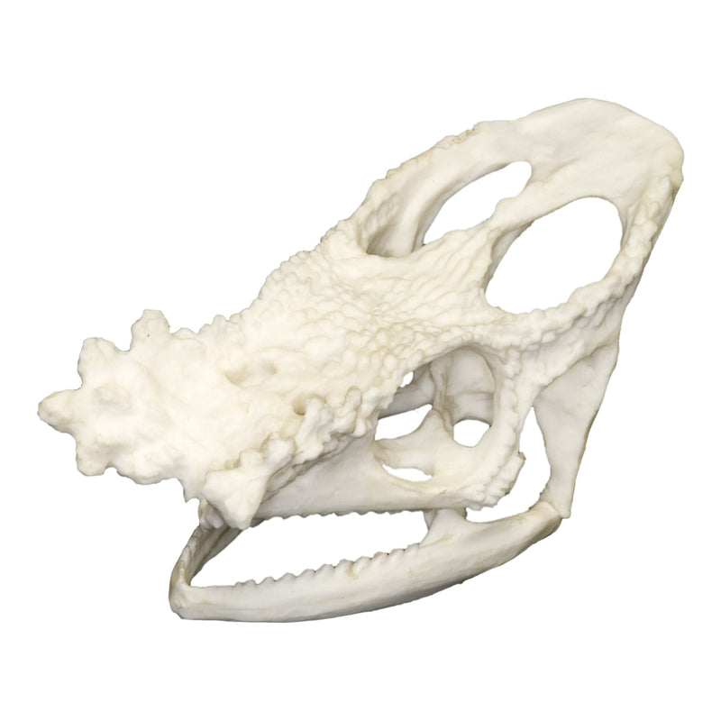 Replica Parson's Chameleon Skull