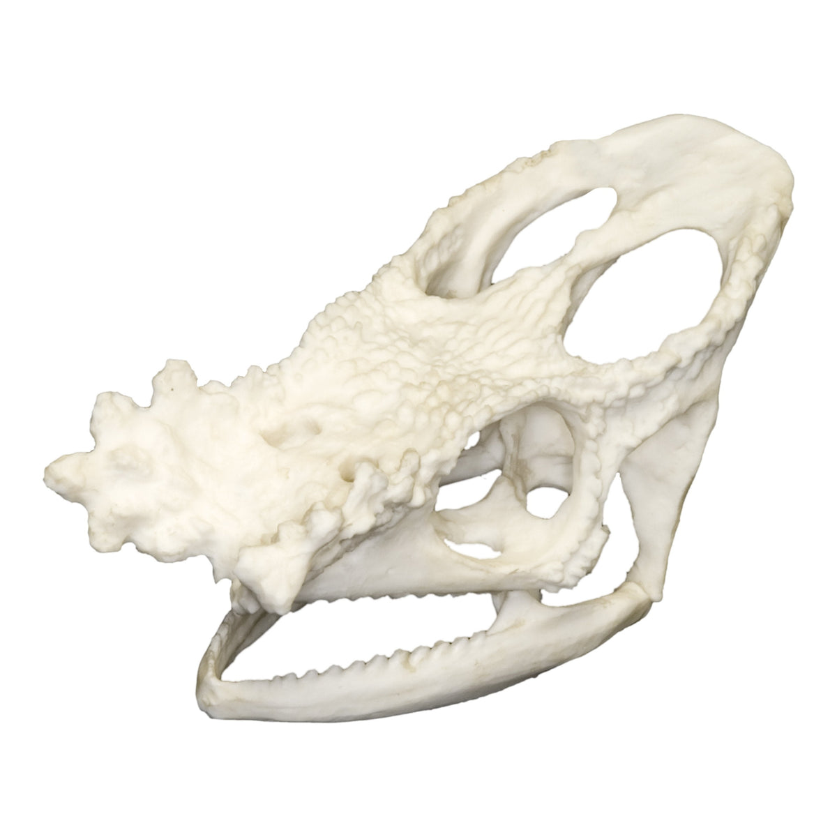 Replica Parson's Chameleon Skull For Sale — Skulls Unlimited