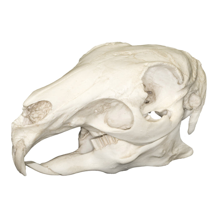 Replica Patagonian Cavy Skull