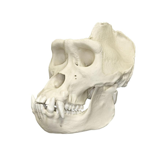 Replica Lowland Gorilla Skull - Large