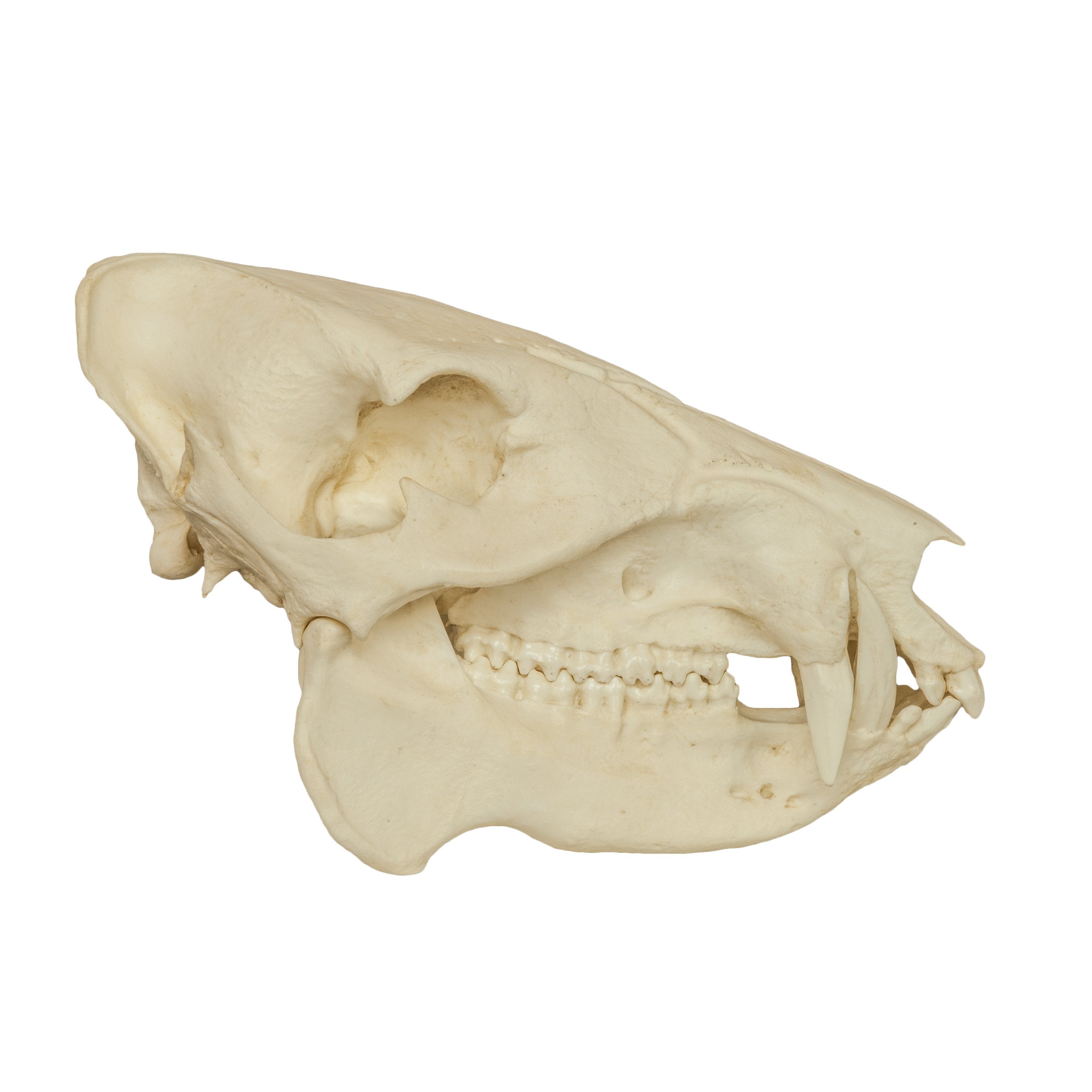 Animals' Apawthecary Skullcap 29ml 2本セット Replica Peccary Skull For Sale — Skulls Unlimited International, Inc.