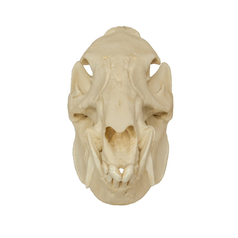 Replica Peccary Skull