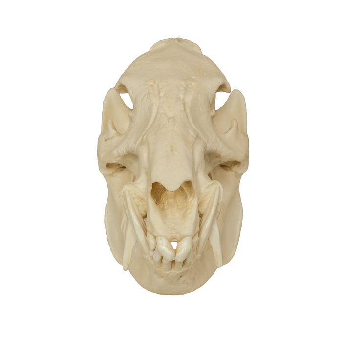 Replica Peccary Skull