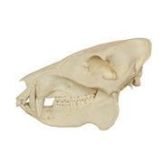 Replica Peccary Skull
