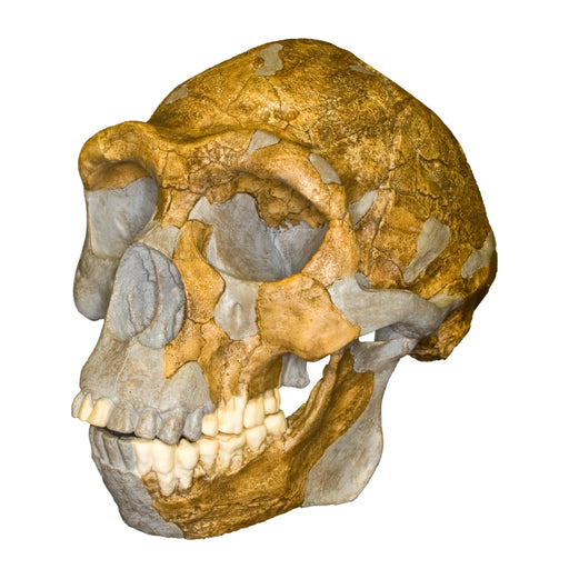 Replica Peking Man Skull