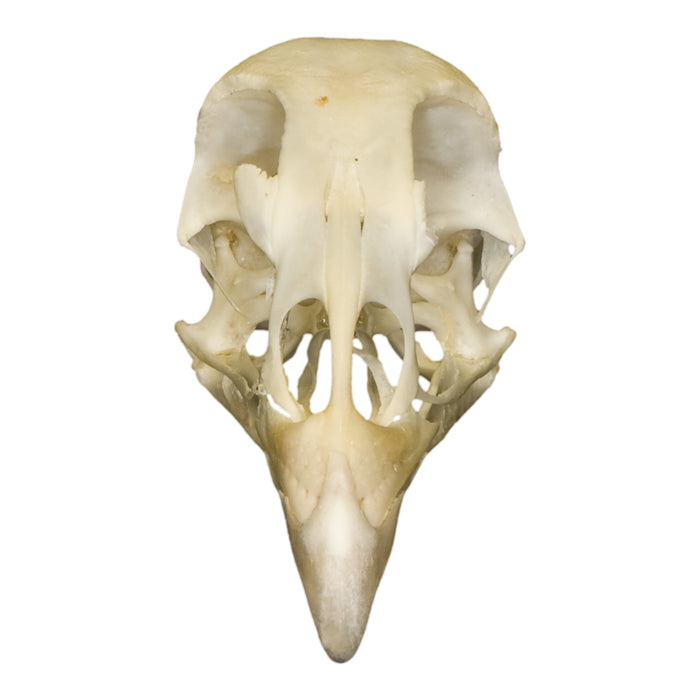 Real Pheasant Skull