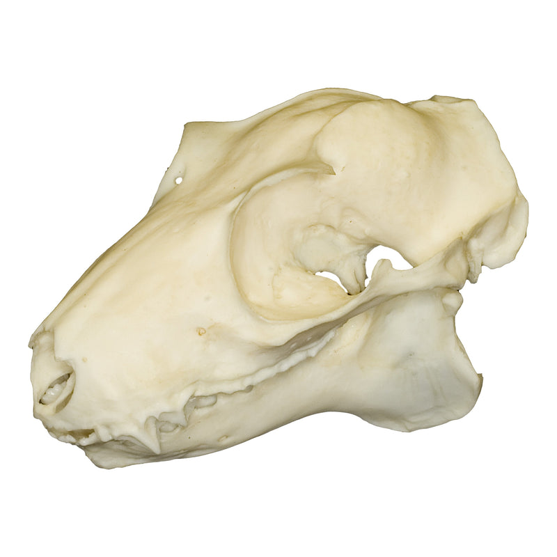 Replica Philippines Flying Lemur Skull