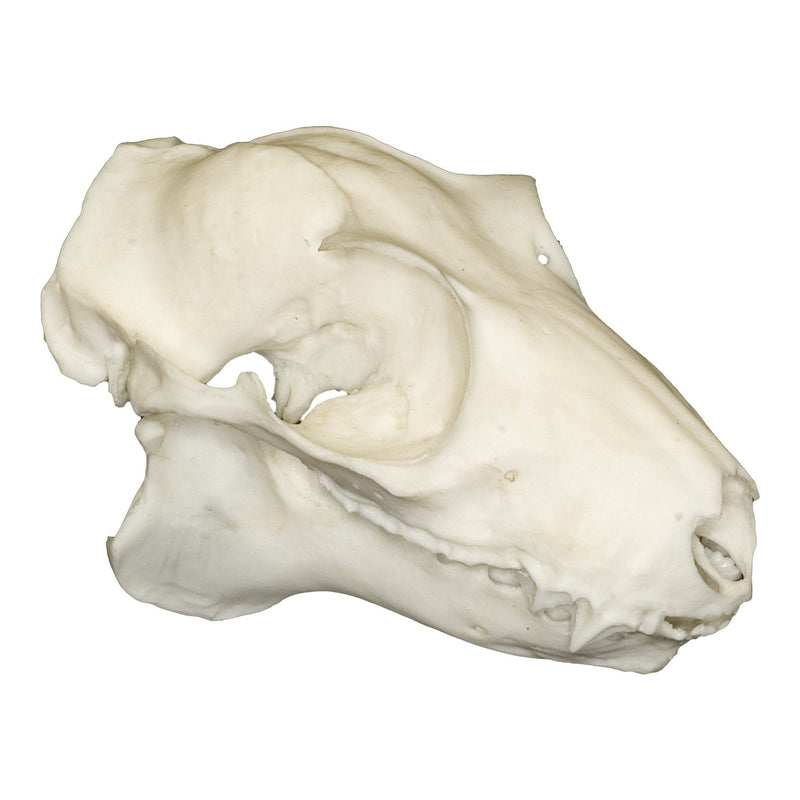 Replica Philippines Flying Lemur Skull