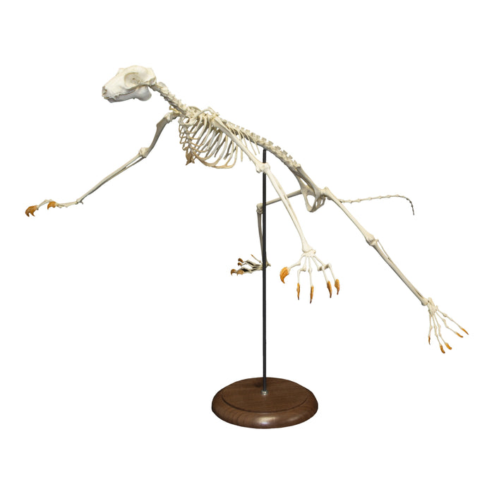 Replica Philippines Flying Lemur Skeleton (Articulated)
