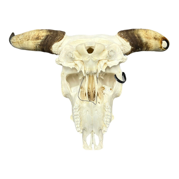 Real Longhorn Skull