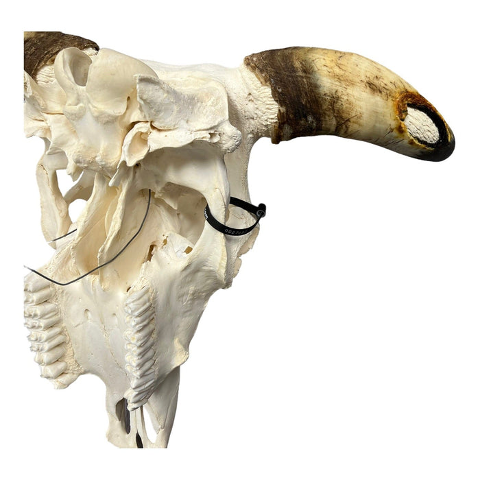 Real Longhorn Skull