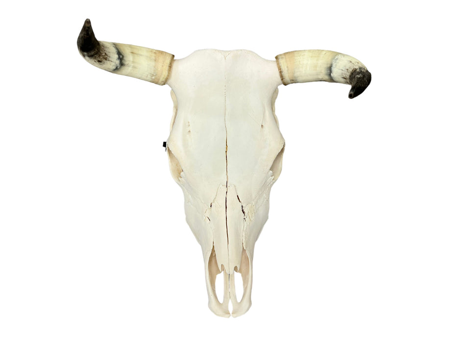 Real Steer/Cow Skull
