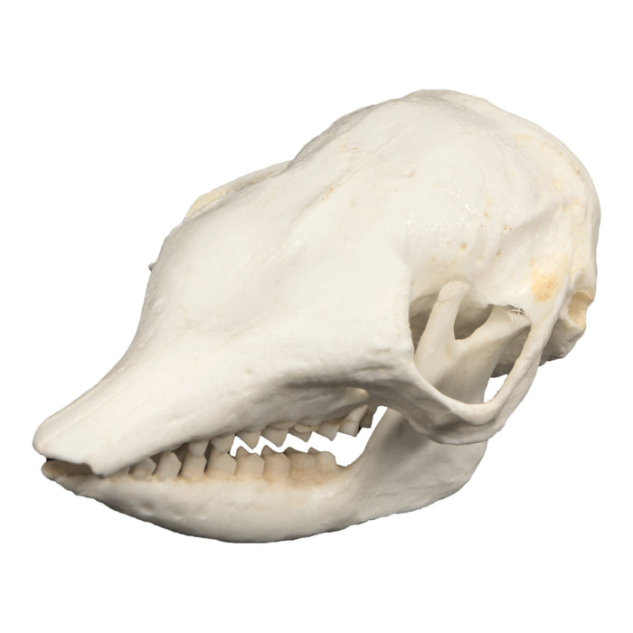 Replica Pichi Dwarf Armadillo Skull