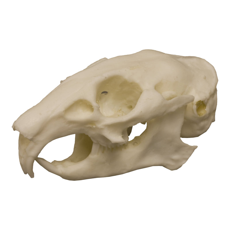 Replica American Pika Skull