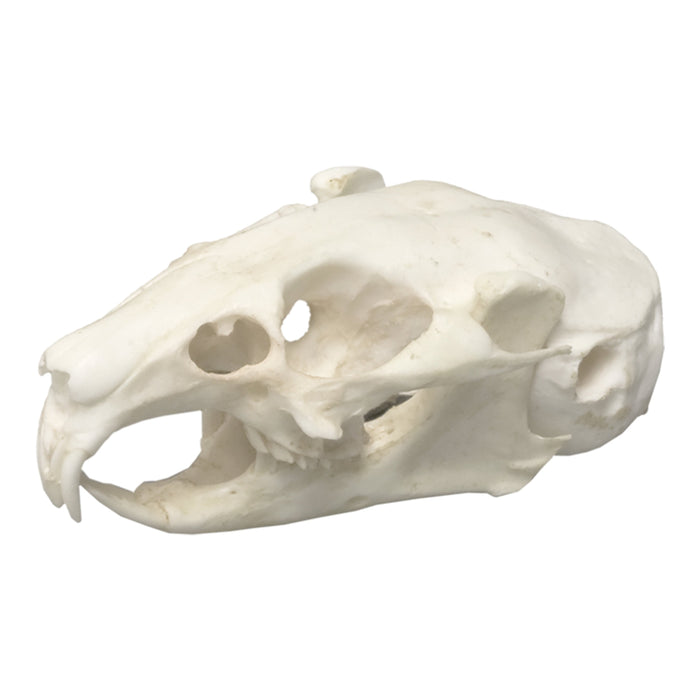 Replica American Pika Skull