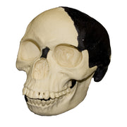 Replica Piltdown Man Skull