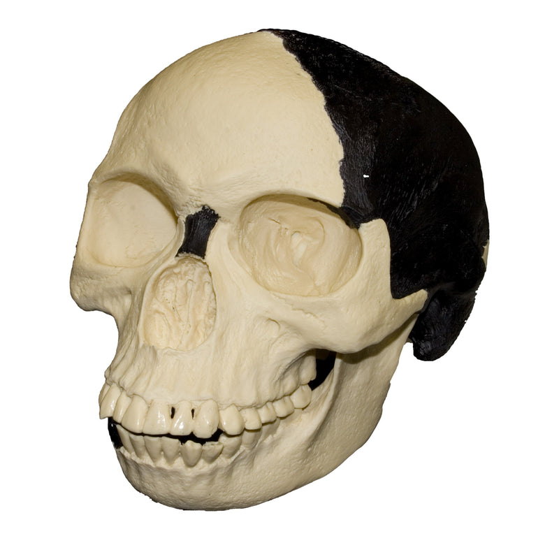 Replica Piltdown Man Skull