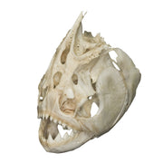 Real Piranha Skull