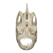 Real Piranha Skull