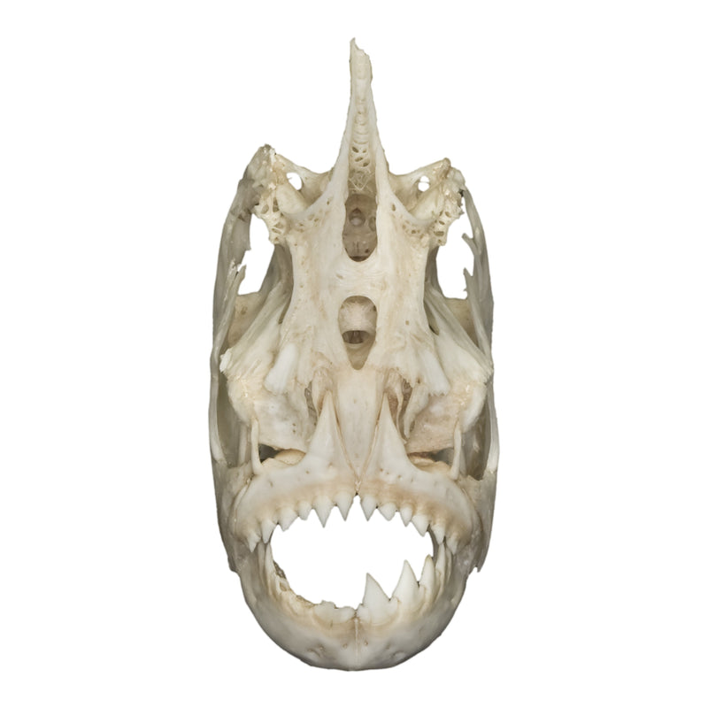 Real Piranha Skull