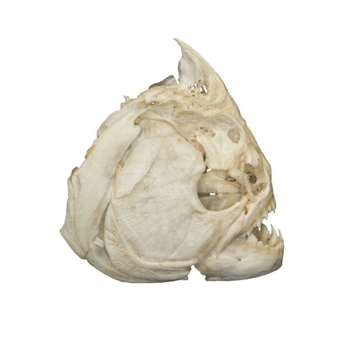 Real Piranha Skull