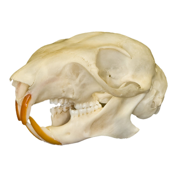 Real Plantain Squirrel Skull