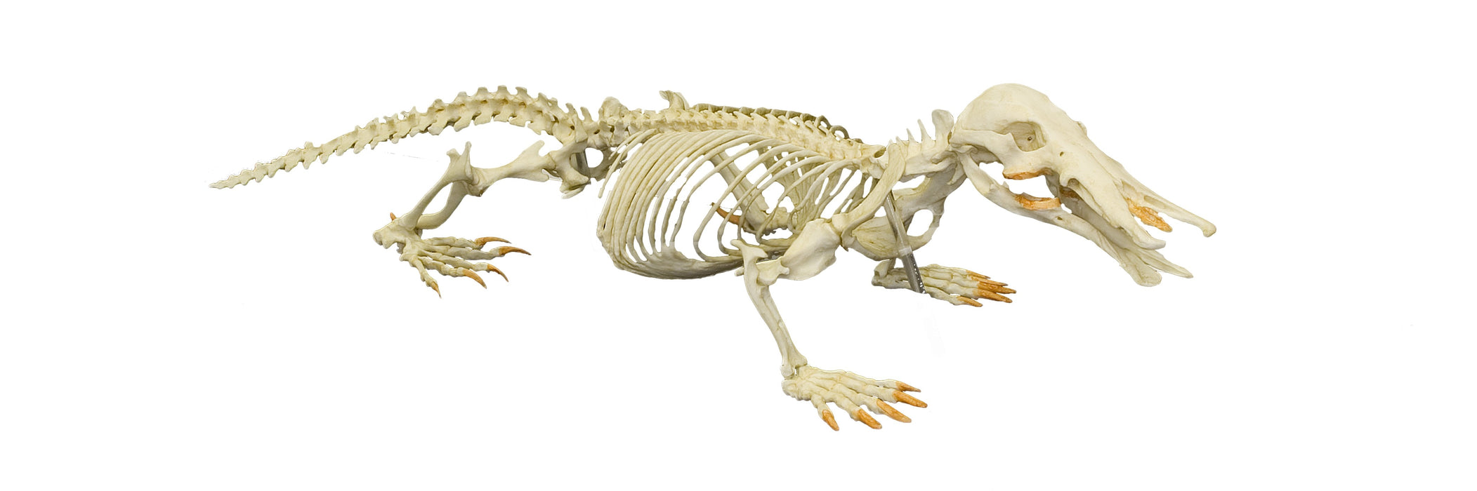 Replica Platypus Skeleton