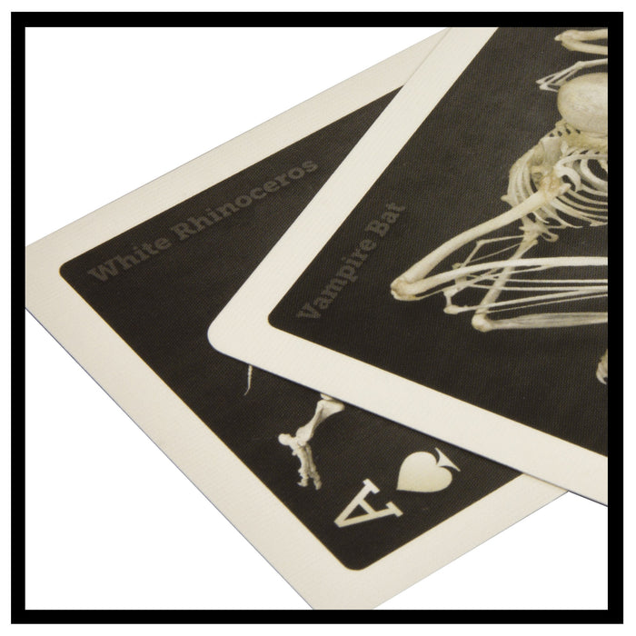 SKELETONS: Museum of Osteology Playing Cards