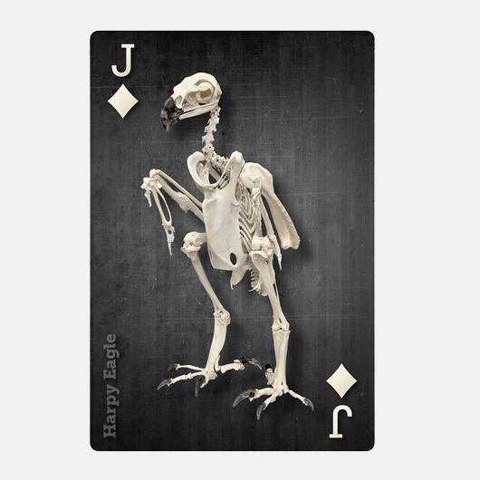 SKELETONS: Museum of Osteology Playing Cards