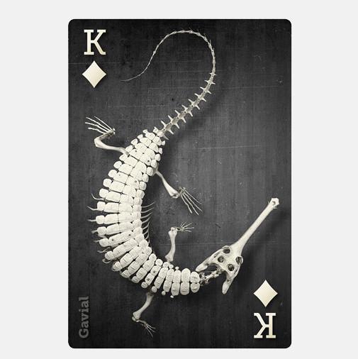 SKELETONS: Museum of Osteology Playing Cards