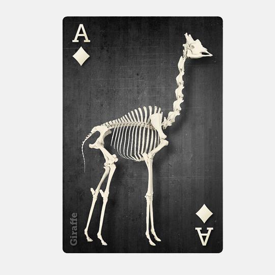 SKELETONS: Museum of Osteology Playing Cards