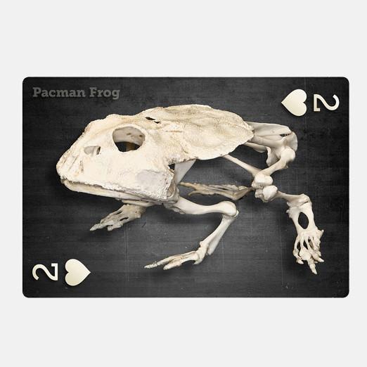 SKELETONS: Museum of Osteology Playing Cards