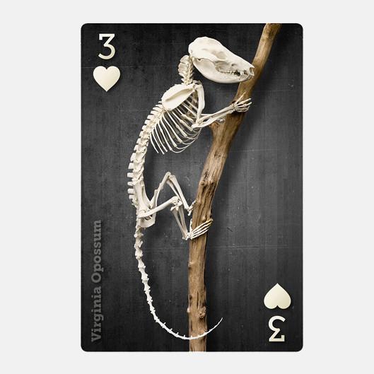 SKELETONS: Museum of Osteology Playing Cards